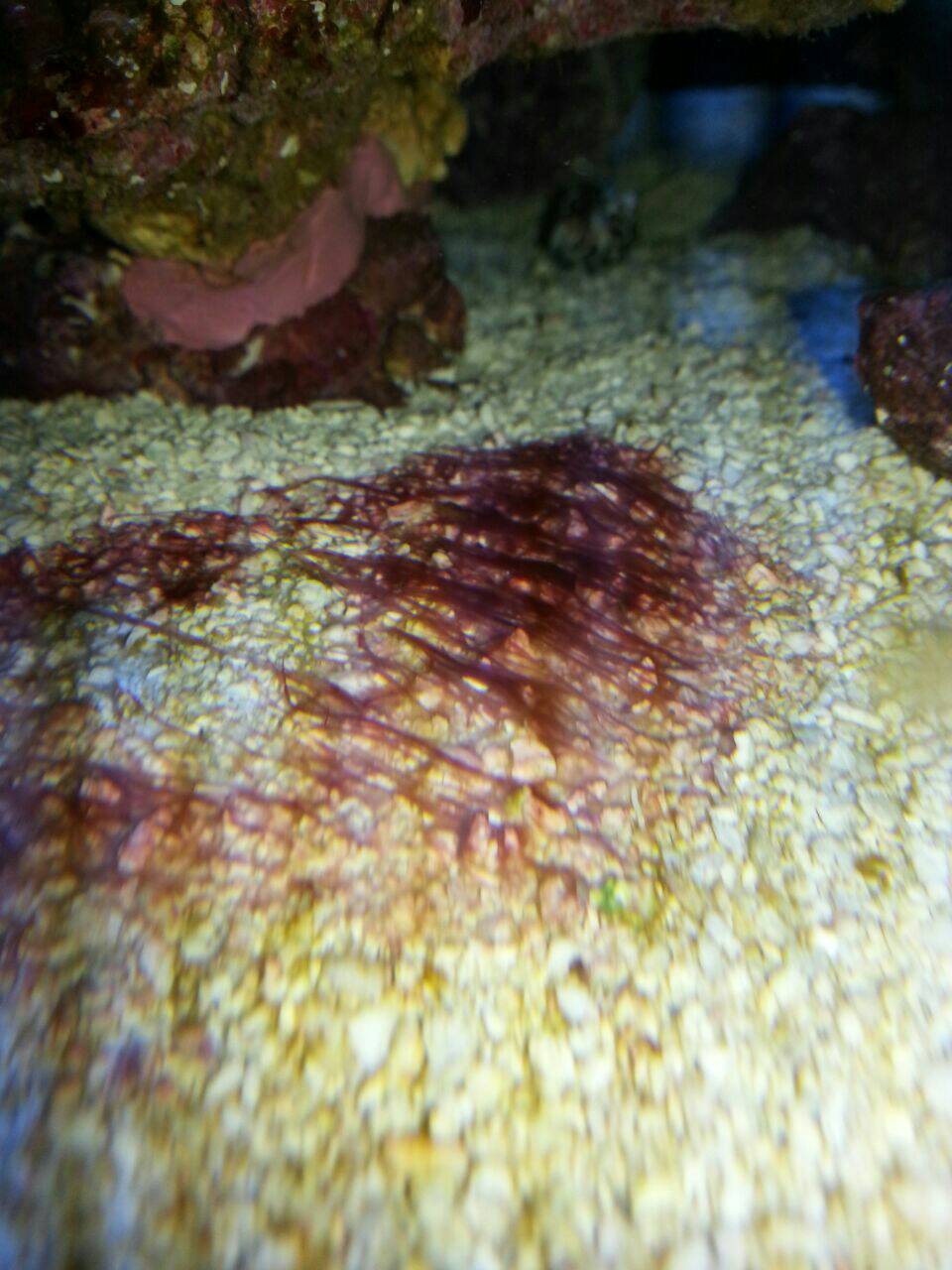 Voorbeeld afbeelding van Rode Flap in het zeeaquarium